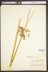 Juncus effusus var. solutus