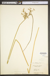 Juncus effusus var. solutus