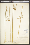 Juncus effusus var. solutus