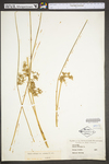 Juncus effusus var. solutus