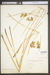 Juncus effusus var. solutus