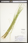 Juncus filiformis