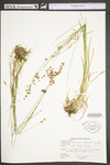 Juncus marginatus