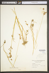 Juncus marginatus