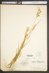 Juncus marginatus