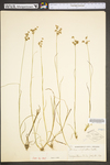 Juncus marginatus