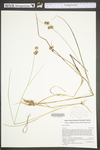 Juncus nodosus var. nodosus