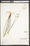 Juncus subcaudatus var. subcaudatus