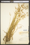 Juncus subcaudatus var. subcaudatus