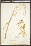 Juncus tenuis