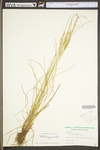 Juncus tenuis