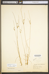 Juncus tenuis