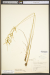 Juncus tenuis