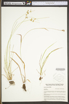 Juncus tenuis