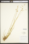 Juncus acuminatus