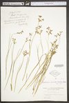 Juncus acuminatus