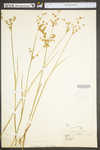 Juncus acuminatus