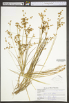 Juncus acuminatus