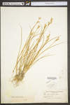 Juncus acuminatus