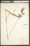 Juncus biflorus