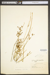 Juncus brevicaudatus