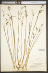 Juncus brevicaudatus