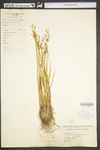 Juncus brevicaudatus