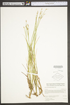 Juncus brevicaudatus