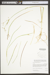 Juncus brevicaudatus