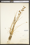 Juncus brevicaudatus