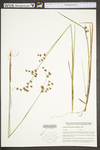 Juncus brevicaudatus