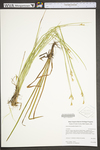 Juncus brevicaudatus