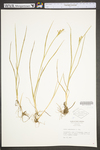 Juncus canadensis