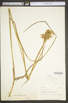 Juncus canadensis