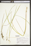 Juncus canadensis