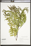 Mentha arvensis