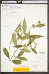 Pycnanthemum incanum var. incanum