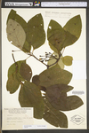 Sassafras albidum