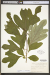 Sassafras albidum