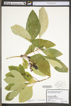 Sassafras albidum