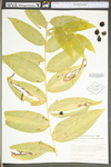 Polygonatum biflorum