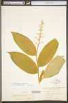 Maianthemum racemosum ssp. racemosum