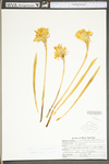 Narcissus pseudonarcissus