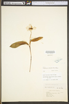 Erythronium umbilicatum ssp. umbilicatum