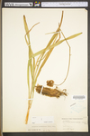 Amianthium muscitoxicum