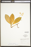 Clintonia borealis