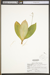 Clintonia borealis