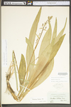 Melanthium latifolium