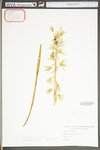 Ornithogalum nutans