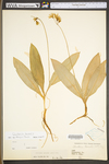 Clintonia borealis